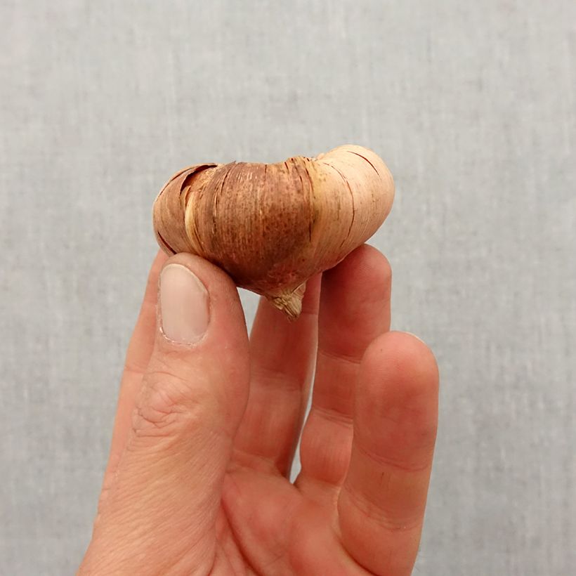 Exemplar von Großblütige Gladiole Spic & Span - Gladiolus Zwiebel Kaliber/Größe 14+ wie im Frühjahr geliefert