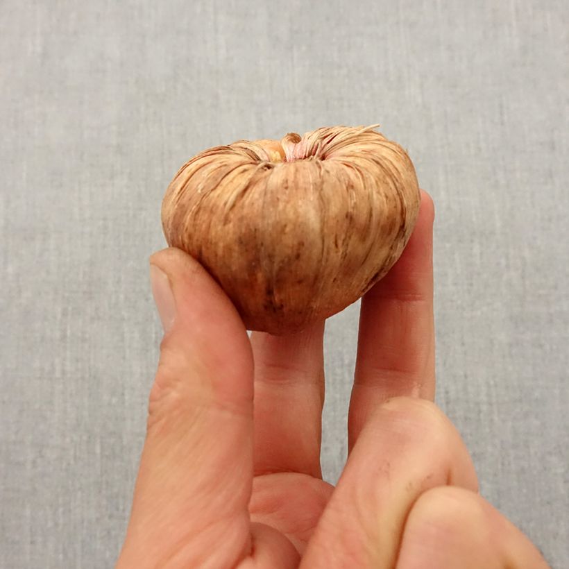 Example of Großblütige Gladiole Traderhorn - Gladiolus Zwiebel Kaliber/Größe 14+ as you get in printemps