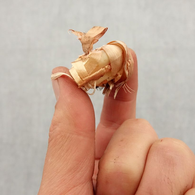 Example of Gladiolus tubergenii Charm - Gladiole Zwiebel Kaliber/Größe 8+ as you get in printemps