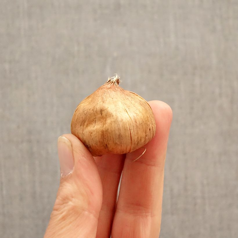 Exemplar von Großblütige Gladiole Vandohla - Gladiolus Zwiebel Kaliber/Größe 12/14 wie im Frühjahr geliefert