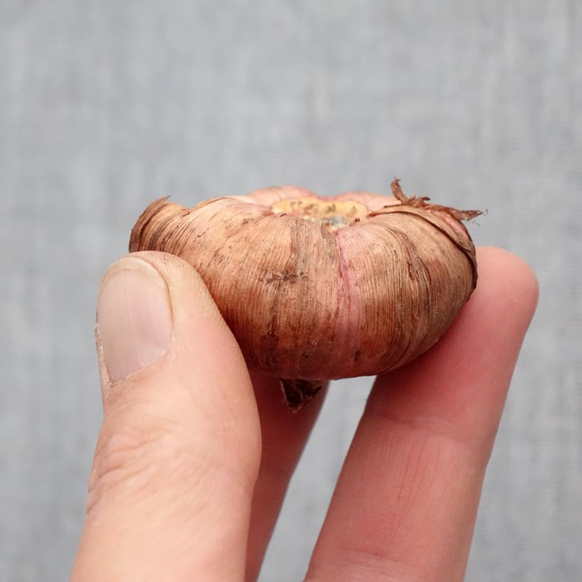 Exemplar von Großblütige Gladiole Victor Borge - Gladiolus Zwiebel Kaliber/Größe 14+ wie im Frühjahr geliefert