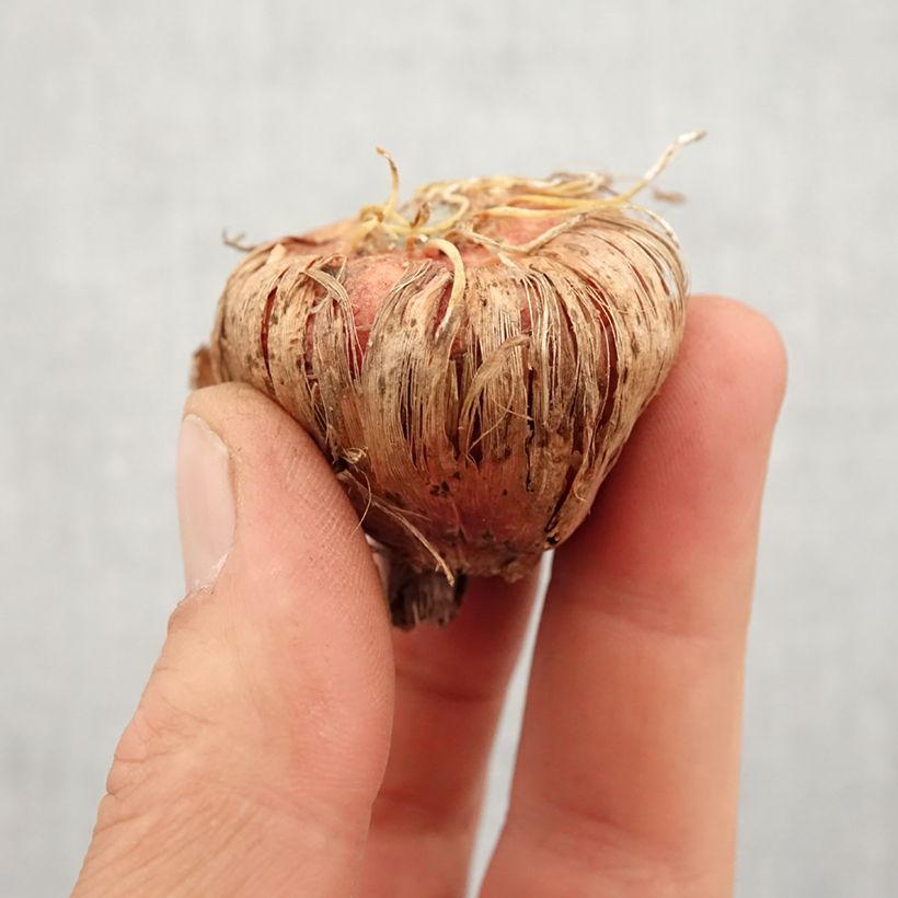 Example of Großblütige Gladiole White Prosperity - Gladiolus Zwiebel Kaliber/Größe 14+ as you get in printemps