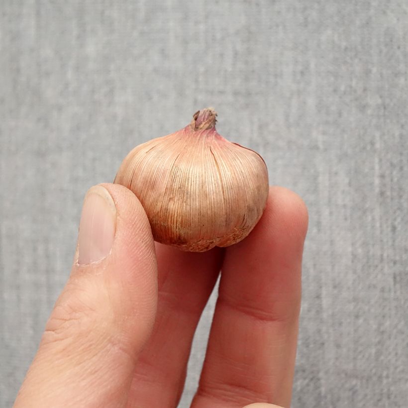 Exemplar von Großblütige Gladiole Wig's Sensation - Gladiolus Zwiebel Kaliber/Größe 10+ wie im Frühjahr geliefert