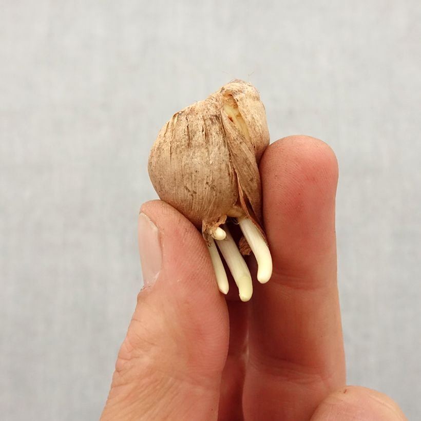 Exemplar von Gladiolus tristis var. concolor - Gladiole Zwiebel Kaliber/Größe 5+ wie im Frühjahr geliefert