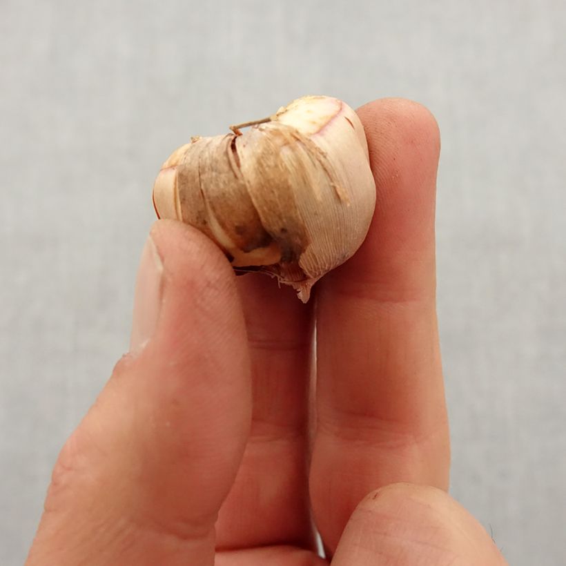 Exemplar von Gladiolus colvillei Mix - Zwerg-Gladiole Zwiebel Kaliber/Größe 8+ wie im Frühjahr geliefert