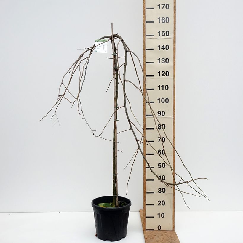 Exemplar von Gleditsia triacanthos Emerald Cascade - Gleditschie Topf mit 7,5L/10L, Stamm wie im Herbst geliefert