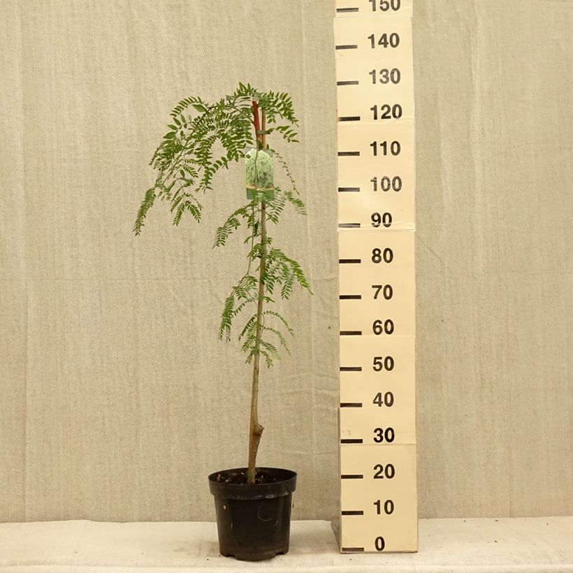 Exemplar von Gleditsia triacanthos Emerald Cascade - Gleditschie Topf mit 12L/15L, Stamm wie im Sommer geliefert
