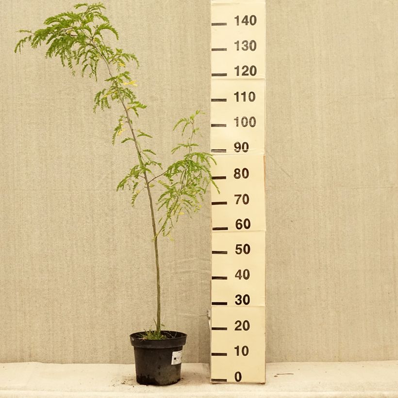 Exemplar von Gleditsia triacanthos - Gleditschie Topf mit 4L/5L wie im Sommer geliefert