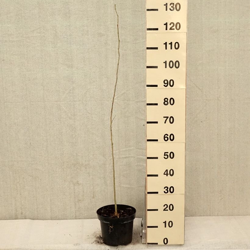 Example of Gleditsia triacanthos - Gleditschie Topf mit 4L/5L as you get in printemps