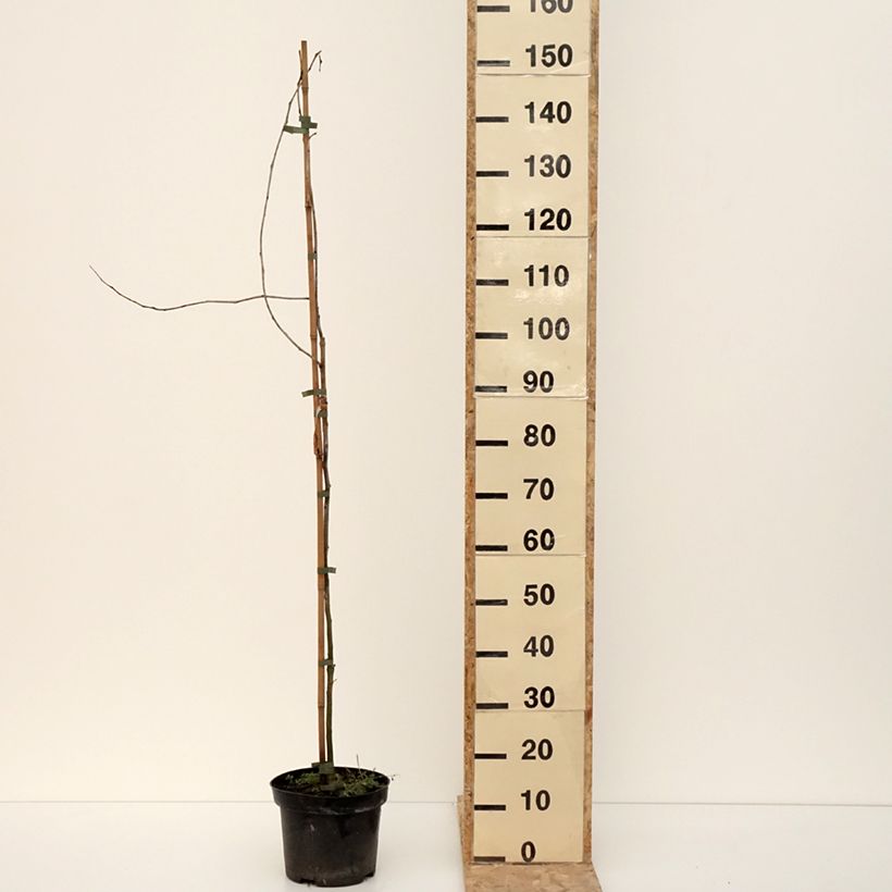 Exemplar von Gleditsia triacanthos Goofy - Févier d'Amérique Pot de 7,5L/10L wie im Winter geliefert