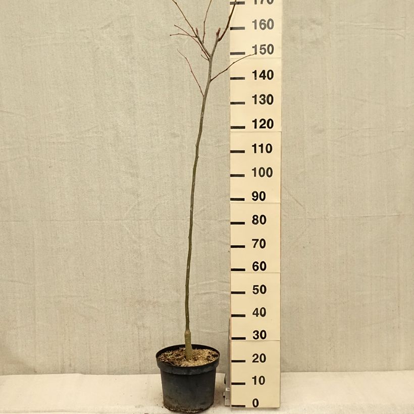 Example of Gleditsia triacanthos f.inermis Shademaster - Gleditschie Topf mit 7,5L/10L as you get in printemps