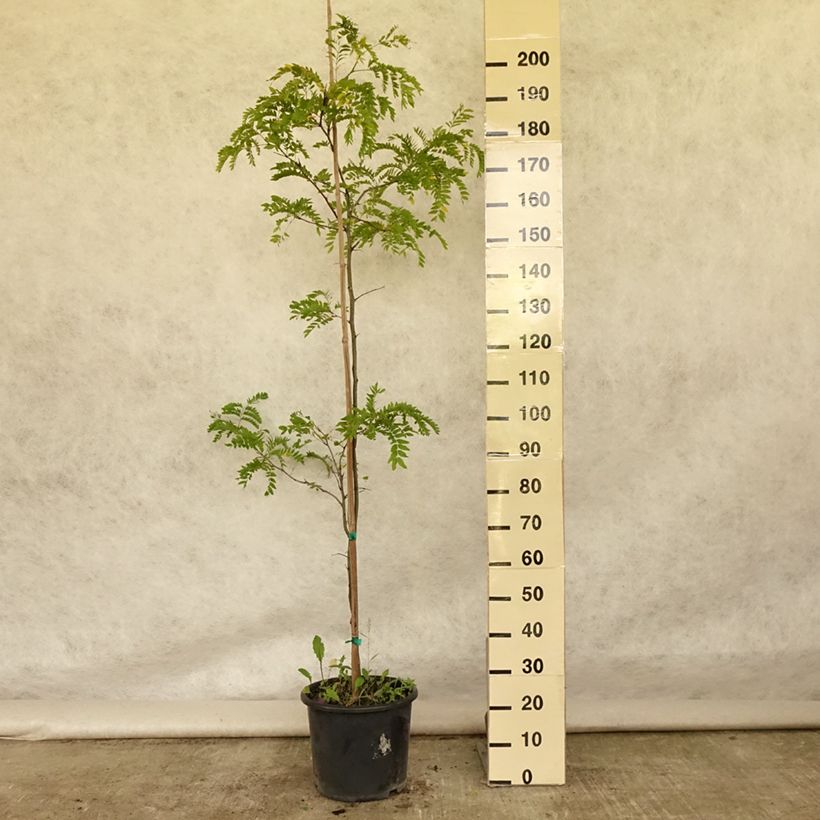 Exemplar von Gleditsia triacanthos f.inermis Skyline - Gleditschie Topf mit 12L/15L, Stämmchen wie im Sommer geliefert