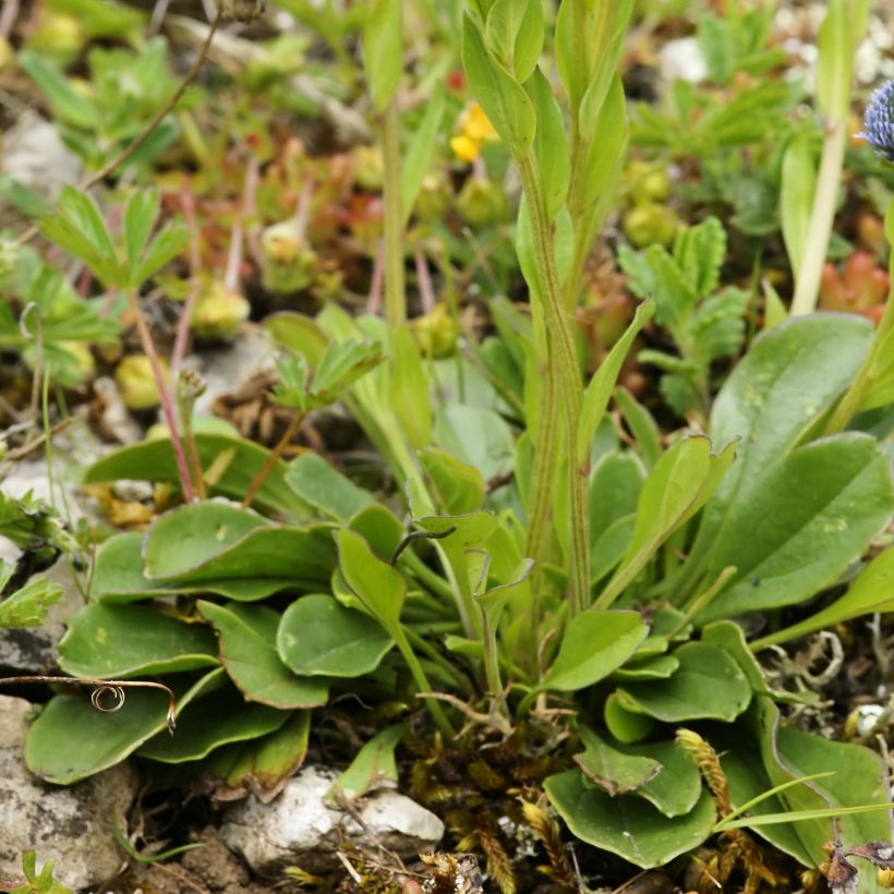 Globularia punctata - Kugelblume (Foliage)