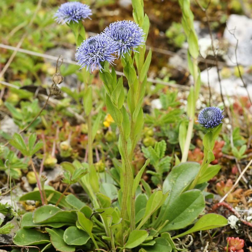 Globularia punctata - Kugelblume (Plant habit)