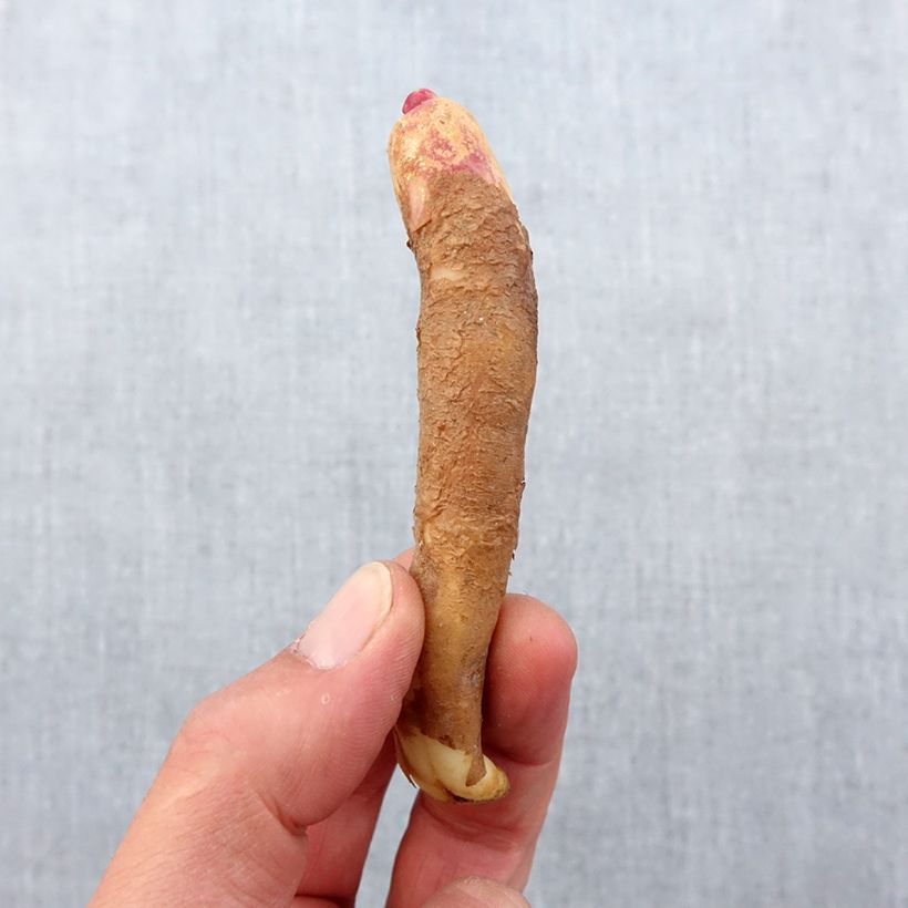 Example of Gloriosa Carsonii - Ruhmeskrone Zwiebel Kaliber/Größe 15+ as you get in printemps