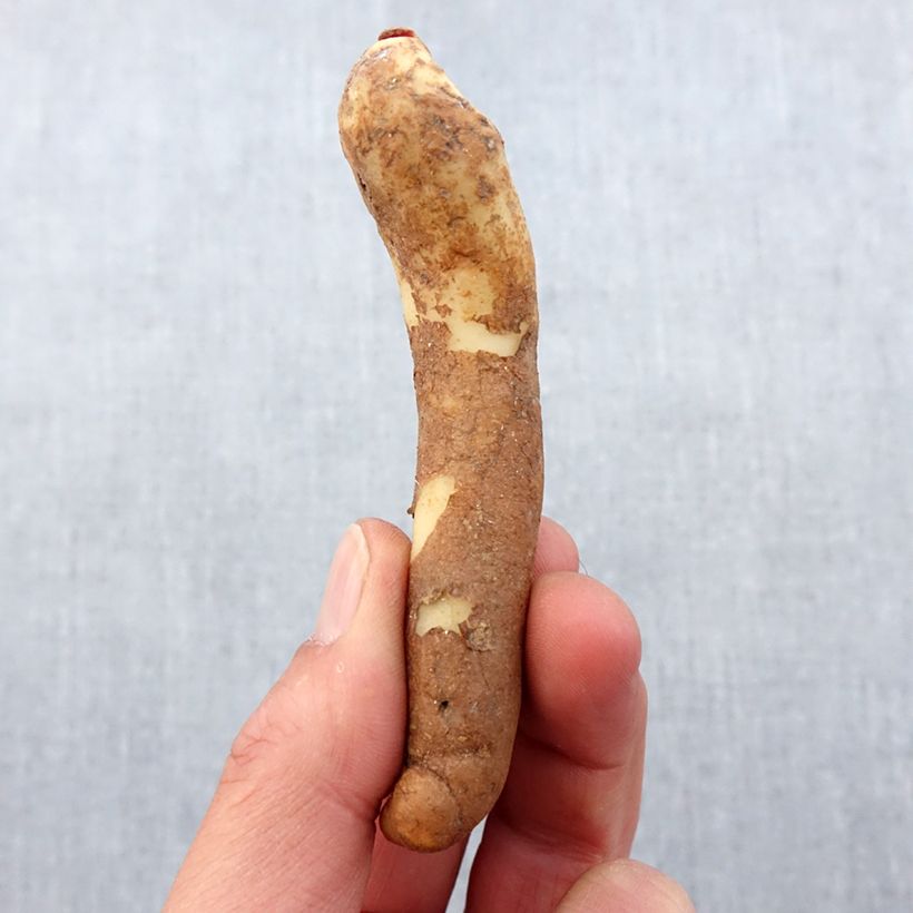 Exemplar von Gloriosa lutea Lutea - Ruhmeskrone Zwiebel Kaliber/Größe 10+ wie im Frühjahr geliefert