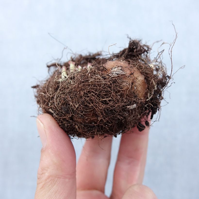 Example of Gloxinia speciosa Etoile de feu Zwiebel Kaliber/Größe 5+ as you get in printemps