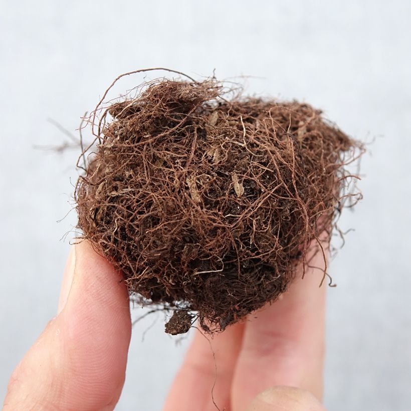 Example of Gloxinia speciosa Kaiser Friedrich Zwiebel Kaliber/Größe 5+ as you get in printemps