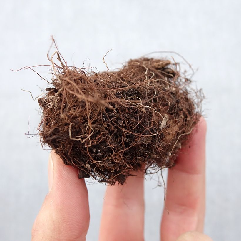 Example of Gloxinia speciosa Kaiser Wilhelm Zwiebel Kaliber/Größe 5+ as you get in printemps