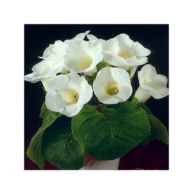 Gloxinia speciosa Mont Blanc (Flowering)