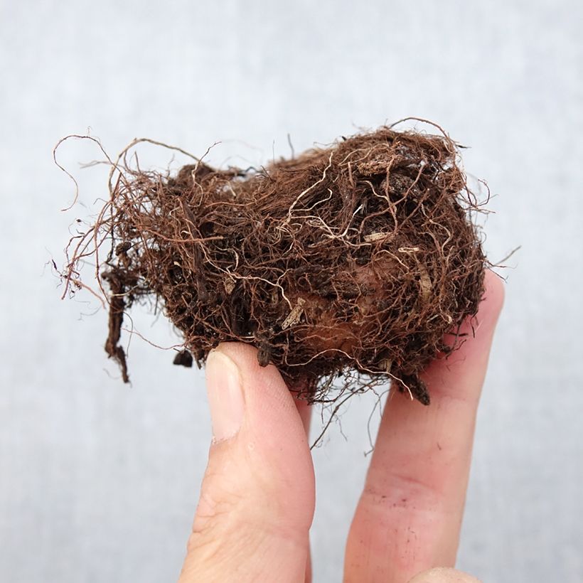 Example of Gloxinia speciosa Mont Blanc Zwiebel Kaliber/Größe 5+ as you get in printemps