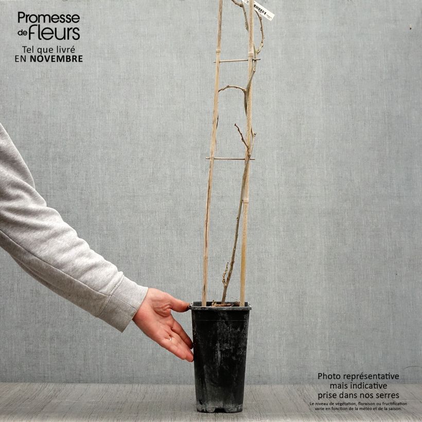 Exemplar von Glycine de Chine Blue Line - Wisteria sinensis Pot de 2L/3L wie im Herbst geliefert
