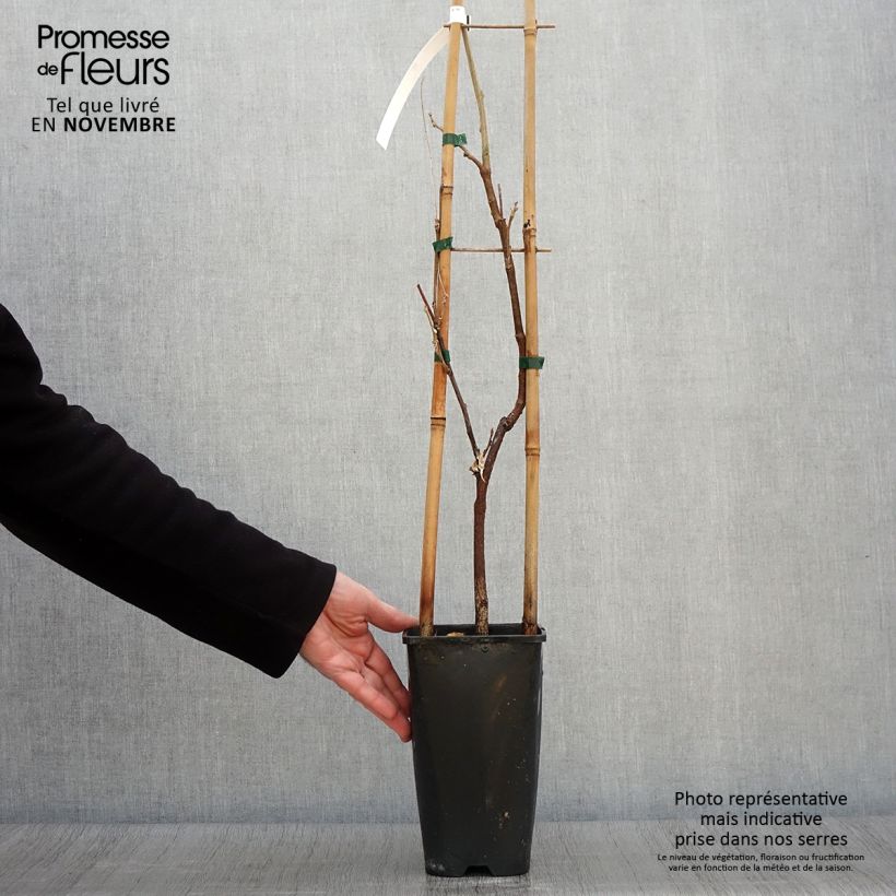Exemplar von Wisteria sinensis Caroline - Chinesische Glyzinie Topf mit 2L/3L wie im Herbst geliefert