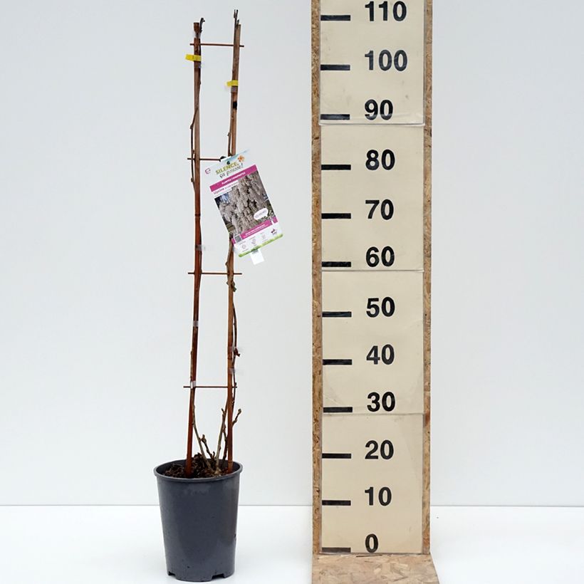 Exemplar von Glycine de Chine - Wisteria sinensis Alba Pot de 3L/4L wie im Winter geliefert