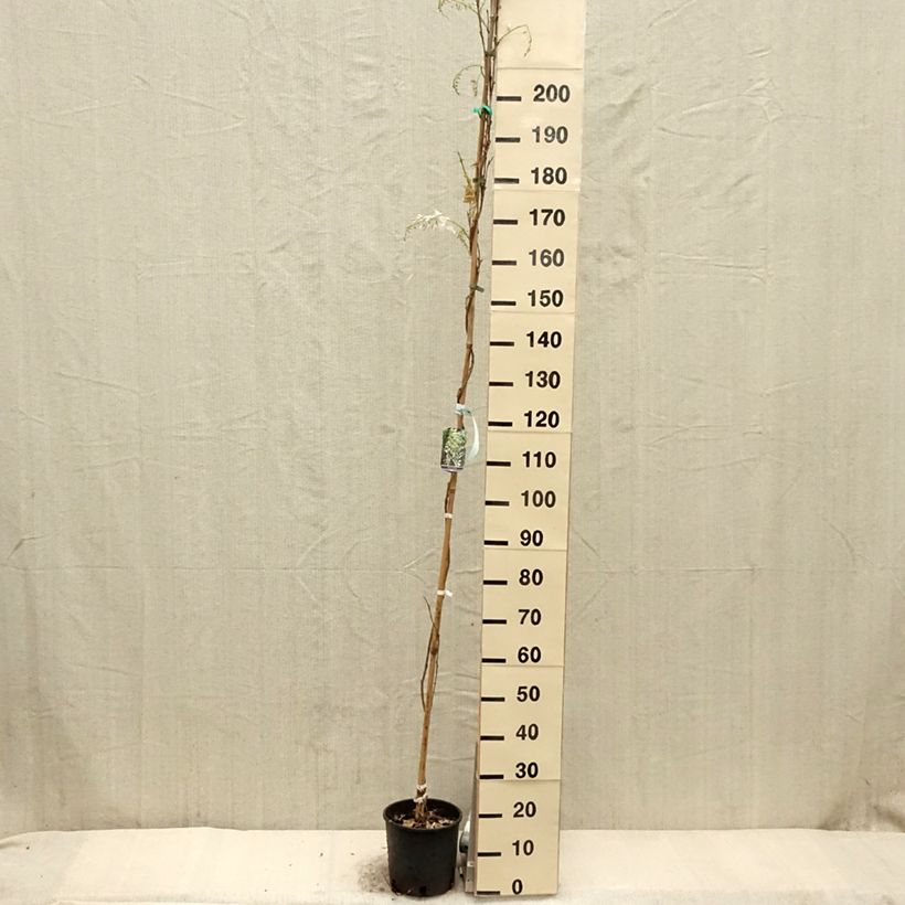 Exemplar von Wisteria sinensis Alba - Chinesische Glyzinie Topf mit 3L/4L wie im Frühjahr geliefert