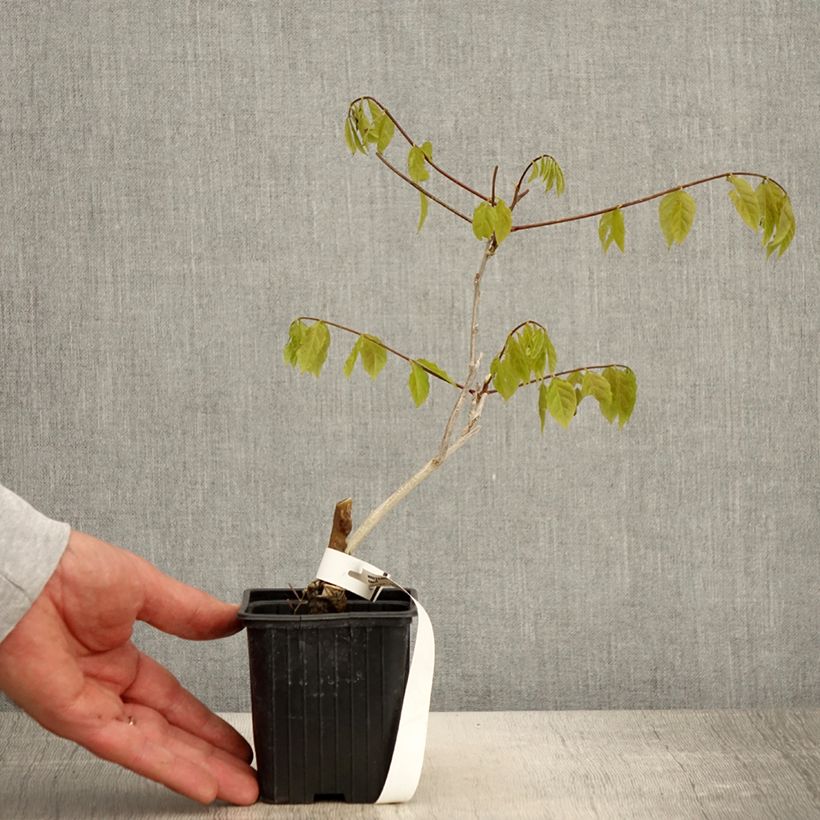 Exemplar von Wisteria sinensis - Chinesische Glyzinie Kleine Töpfe von 8/9 cm wie im Frühjahr geliefert