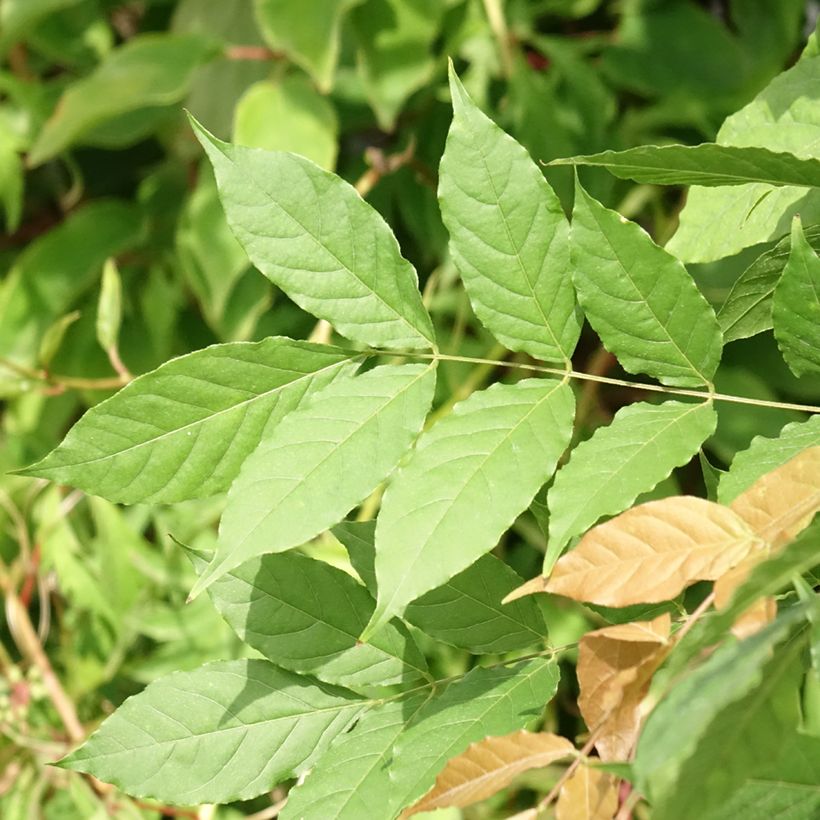 Wisteria sinensis Flore Pleno - Chinesische Glyzinie (Laub)