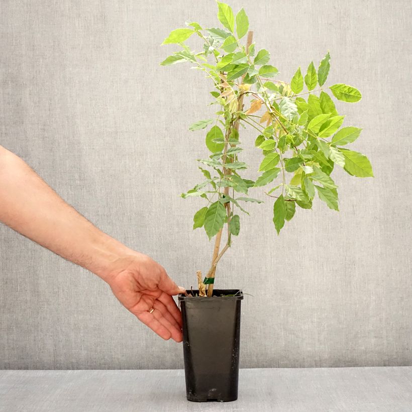 Exemplar von Wisteria formosa - Blauregen Topf mit 1,5L/2L wie im Frühjahr geliefert