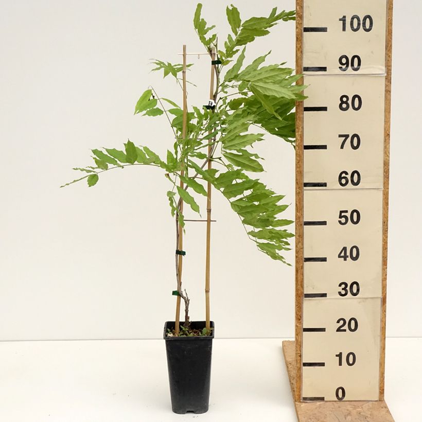 Exemplar von Wisteria formosa - Blauregen Topf mit 3L/4L wie im Frühjahr geliefert