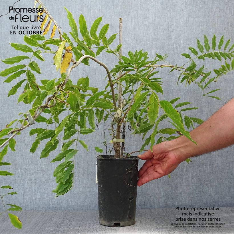 Exemplar von Wisteria floribunda Alba - Reichblütige Glyzinie Topf mit 1,5L/2L wie im Herbst geliefert