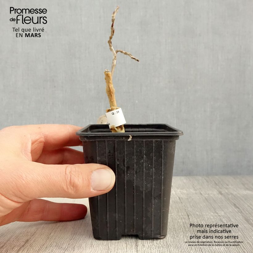 Exemplar von Wisteria floribunda - Reichblütige Glyzinie Kleine Töpfe von 8/9 cm wie im Frühjahr geliefert