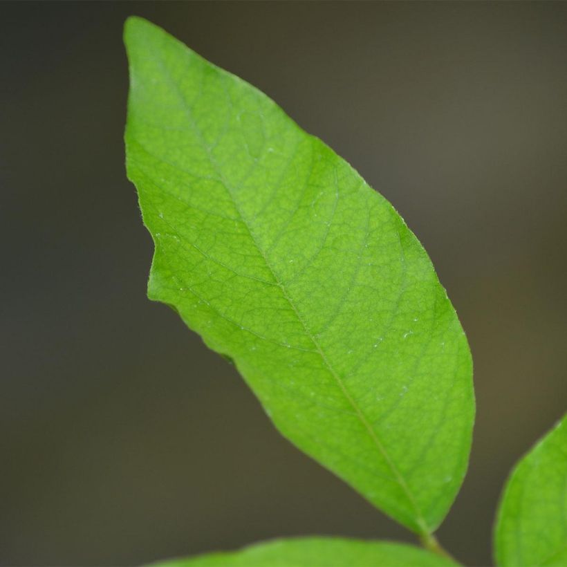 Wisteria venusta - Blauregen (Foliage)