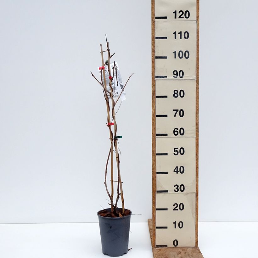 Exemplar von Wisteria venusta Grande Diva Barbara - Blauregen Topf mit 4L/5L wie im Winter geliefert