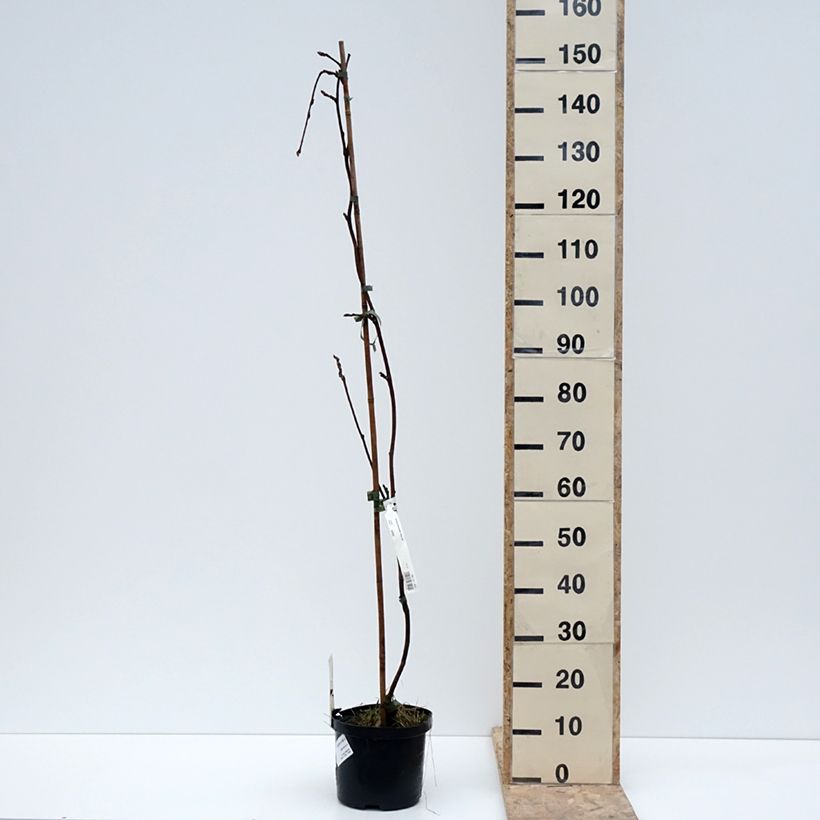 Exemplar von Glycine - Wisteria brachybotrys White Silk Pot de 4L/5L wie im Winter geliefert