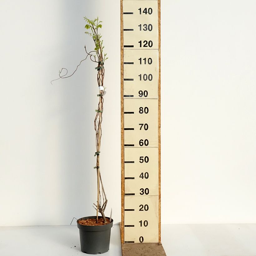 Exemplar von Wisteria frutescens var. macrostachya Clara Mack - Blauregen Topf mit 4L/5L wie im Frühjahr geliefert