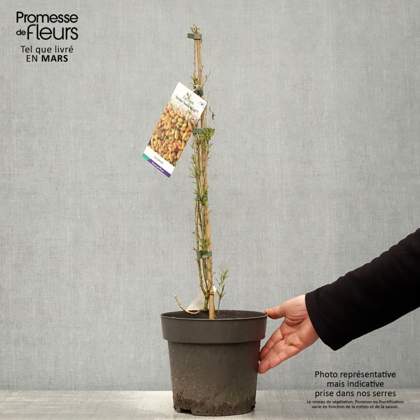 Example of Gemeiner Bocksdorn Amber Sweet - Lycium Topf mit 4L/5L, Strauch/Busch, mehrstämmig as you get in printemps