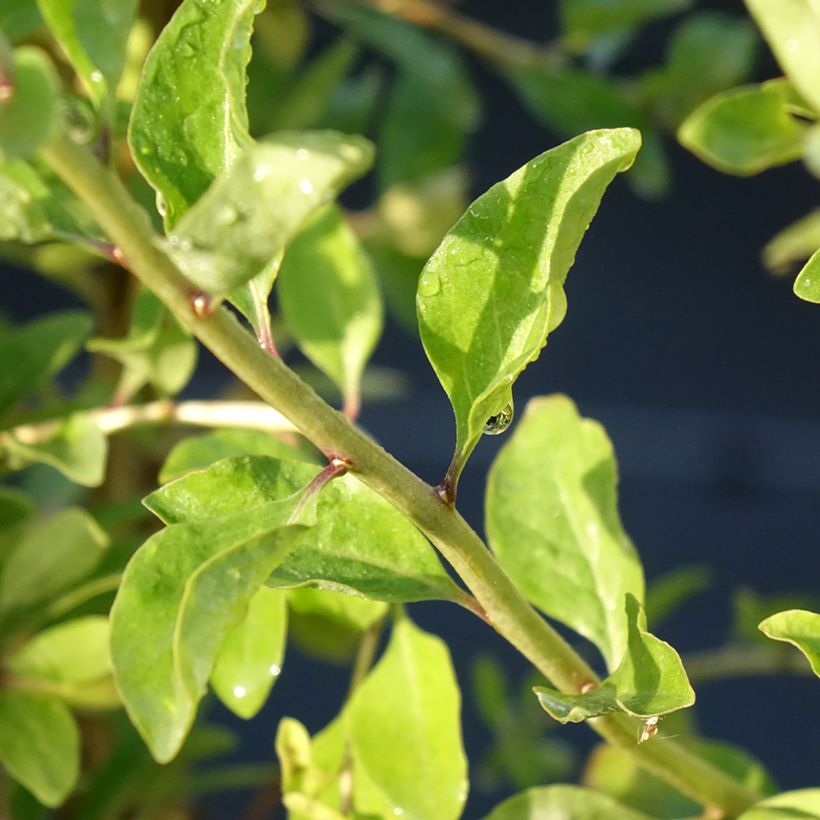 Gemeiner Bocksdorn Gojidelys - Lycium (Laub)