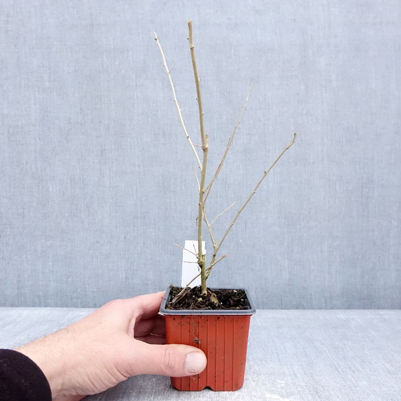 Exemplar von Gemeiner Bocksdorn - Lycium barbarum Kleine Töpfe von 8/9 cm wie im Winter geliefert