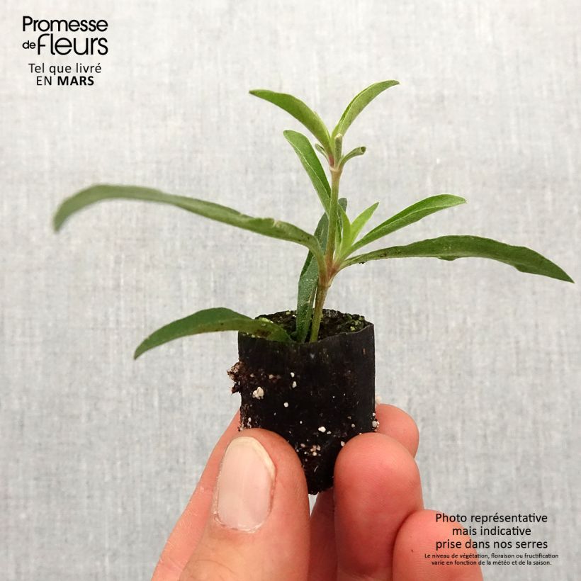 Example of Gomphrena pulchella Truffula Pink - Kugelamarant Mini-Plug Ø 1,5/2,5 cm as you get in printemps