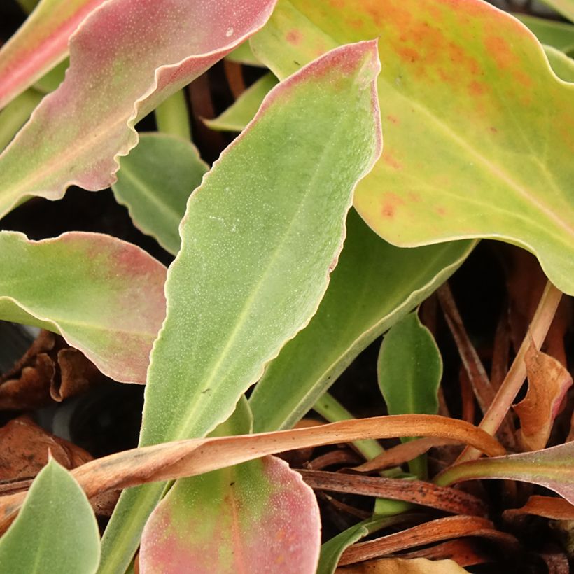 Goniolimon collinum - Steppenschleier (Foliage)