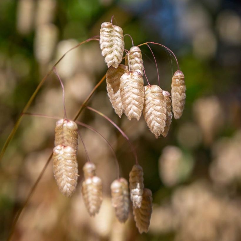 Briza maxima (Samen) - Große Zittergras (Flowering)