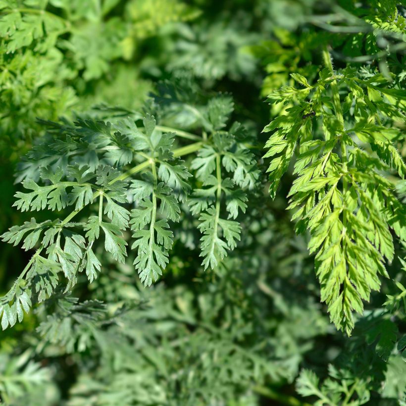 Möhre - Daucus carota (Foliage)
