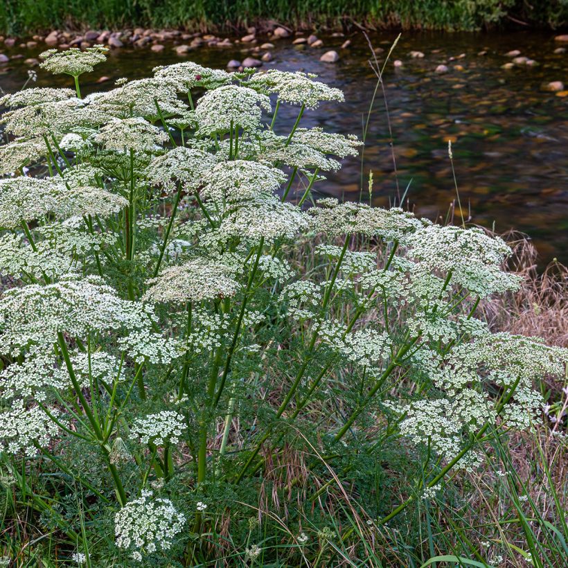 Möhre - Daucus carota (Plant habit)