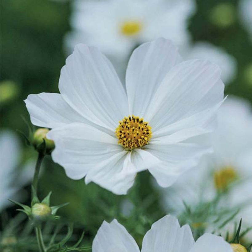 Schmuckkörbchen Purity (Samen) - Cosmos (Flowering)