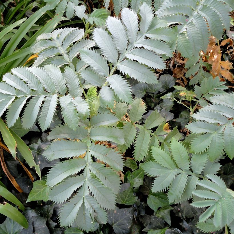 Melianthus major (Samen) - Honigstrauch (Laub)