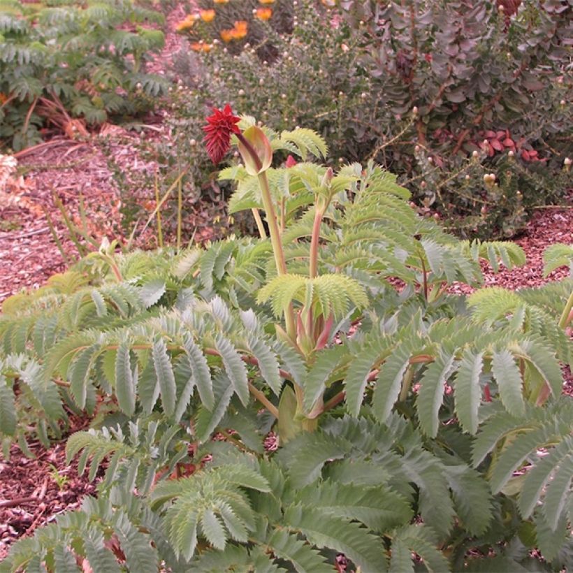 Melianthus major (Samen) - Honigstrauch (Wuchs)